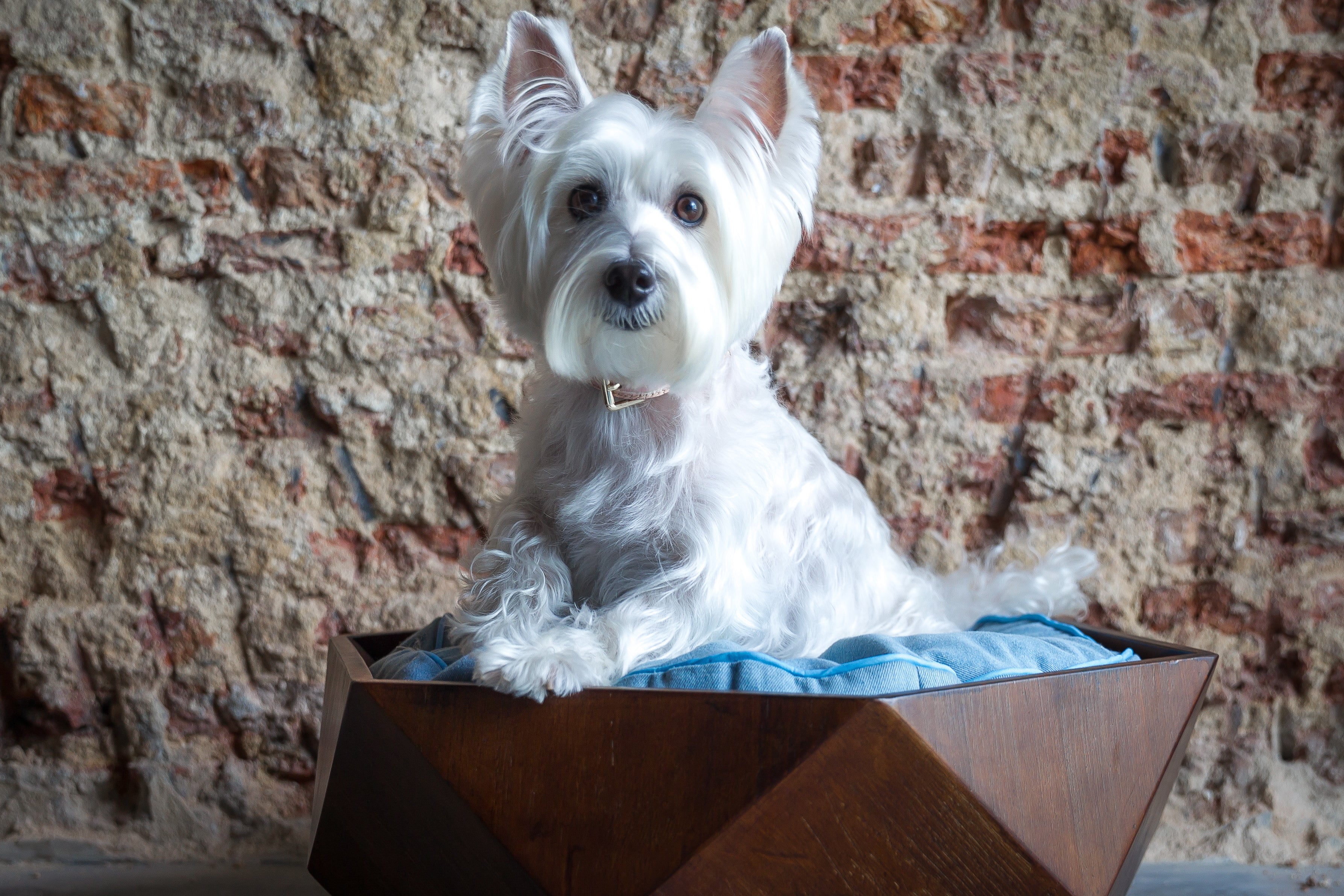 Ruby Wooden Pet Bed